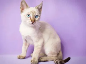 Gato raça srd idade 7 a 11 meses nome Amendoa