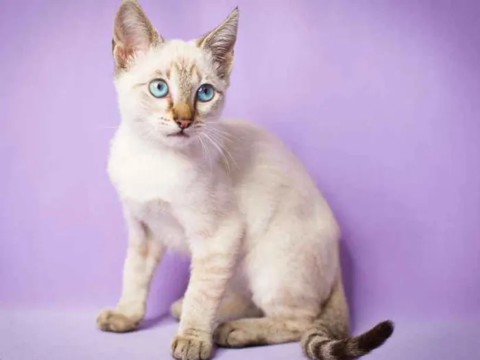 Gato ra a srd idade 7 a 11 meses nome Amendoa