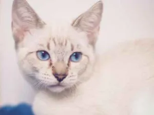 Gato raça srd idade 7 a 11 meses nome Avelã