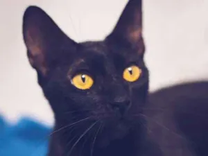 Gato raça srd idade 2 anos nome Amora