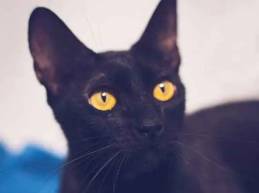 Gato ra a srd idade 2 anos nome Amora