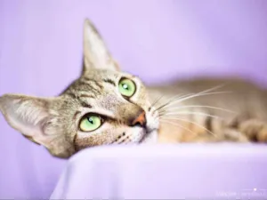 Gato raça srd idade 1 ano nome Madeleine