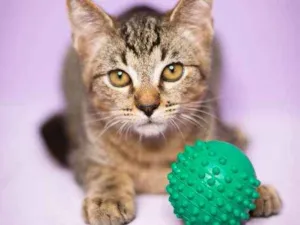 Gato raça srd idade 2 a 6 meses nome Canolli