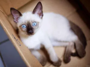 Gato raça srd idade 2 a 6 meses nome Amendoim