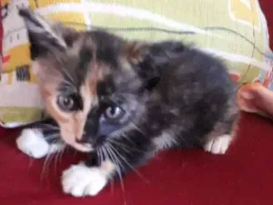 Gato raça vira lata idade Abaixo de 2 meses nome Hanna
