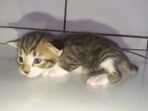 Gato raça  idade Abaixo de 2 meses nome sem nomes 