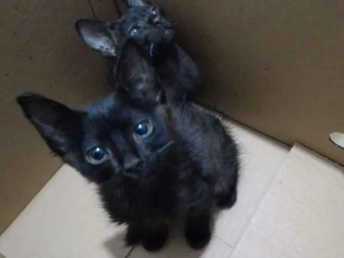 Gato ra a  idade Abaixo de 2 meses nome Pretinho