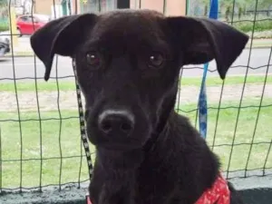 Cachorro raça SRD idade 7 a 11 meses nome Ayron