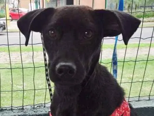 Cachorro ra a SRD idade 7 a 11 meses nome Ayron