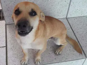 Cachorro raça SRD idade 1 ano nome Ari