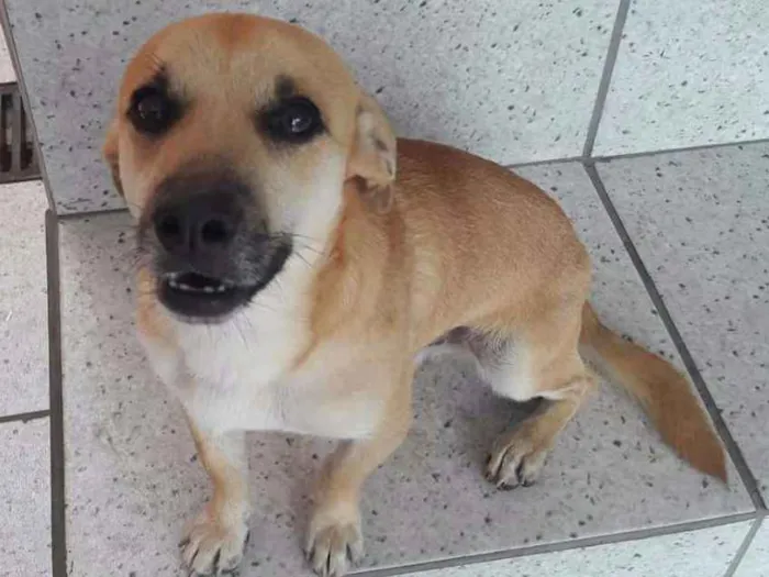 Cachorro ra a SRD idade 1 ano nome Ari