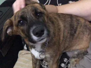 Cachorro raça Raça não definida idade 7 a 11 meses nome Jane