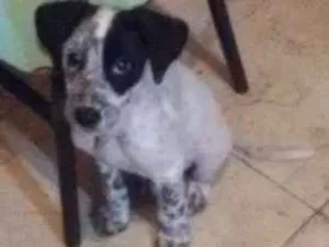 Cachorro raça mestiço idade 2 a 6 meses nome Theo
