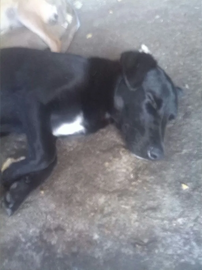 Cachorro ra a srd idade 7 a 11 meses nome negao
