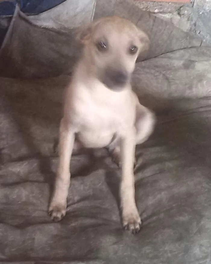 Cachorro ra a srd idade 2 a 6 meses nome Estefany 