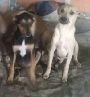Cachorro ra a srd idade 2 a 6 meses nome lara e Estefany 