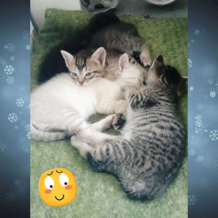 Gato ra a - idade 2 a 6 meses nome Sem nome definido