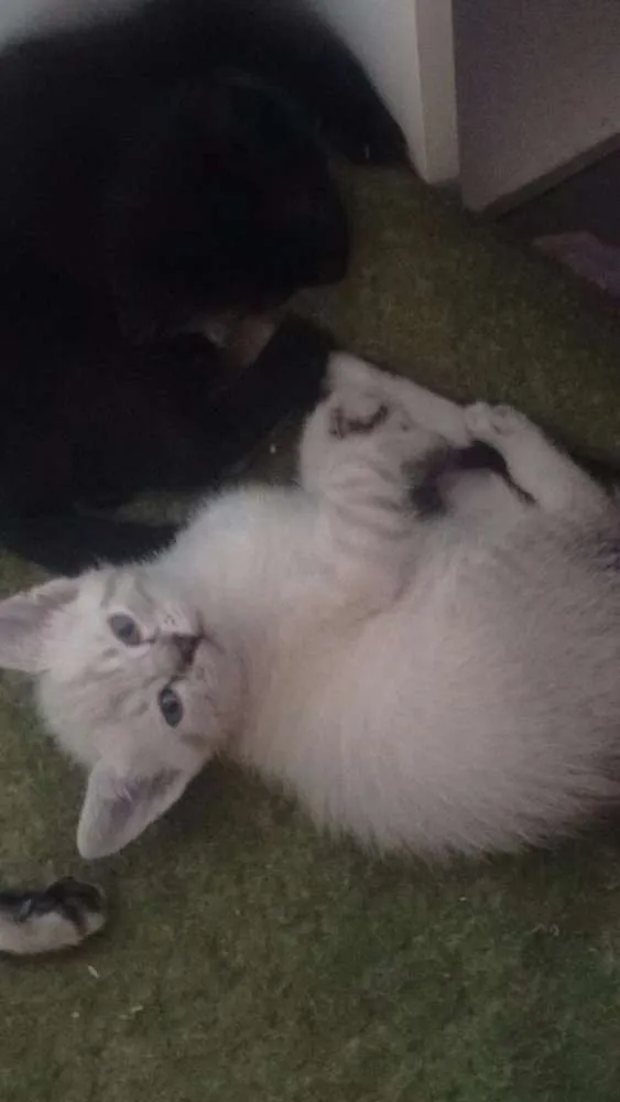 Gato ra a - idade 2 a 6 meses nome Sem nome definido