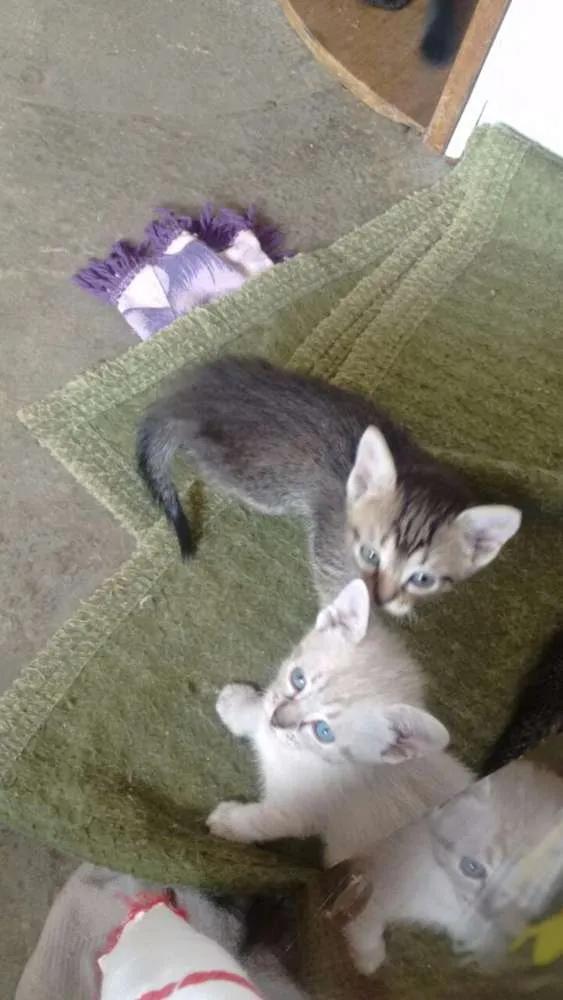 Gato ra a - idade 2 a 6 meses nome Sem nome definido