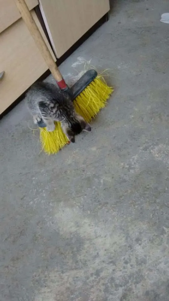 Gato ra a - idade 2 a 6 meses nome Sem nome definido
