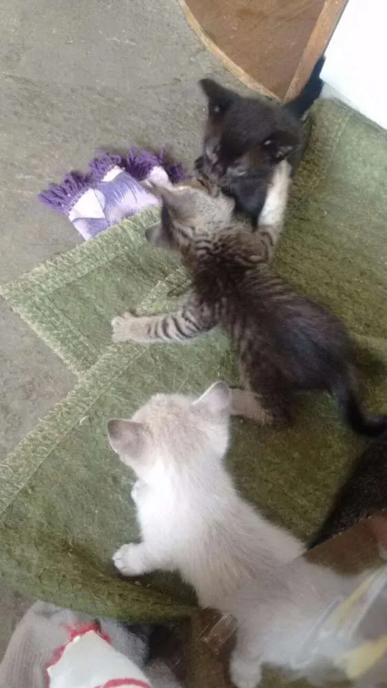 Gato ra a - idade 2 a 6 meses nome Sem nome definido