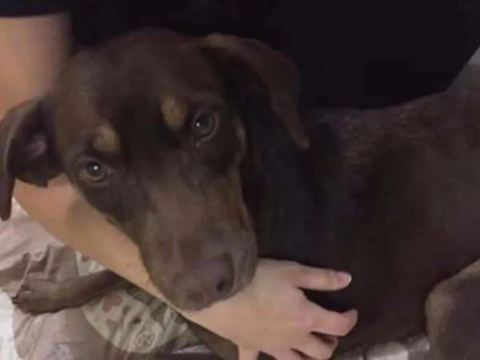 Cachorro ra a  idade 1 ano nome Mel