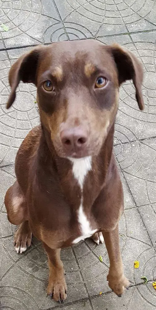 Cachorro ra a  idade 1 ano nome Mel