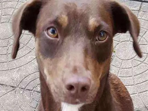 Cachorro ra a  idade 1 ano nome Mel