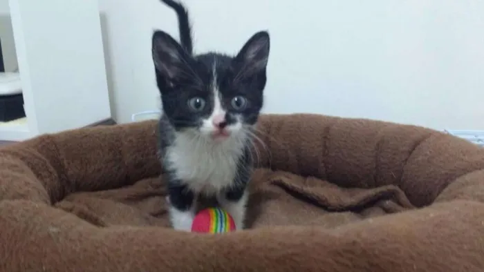 Gato ra a SRD idade 2 a 6 meses nome Monica
