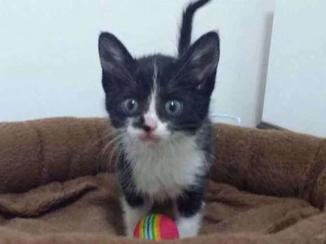 Gato ra a SRD idade 2 a 6 meses nome Monica