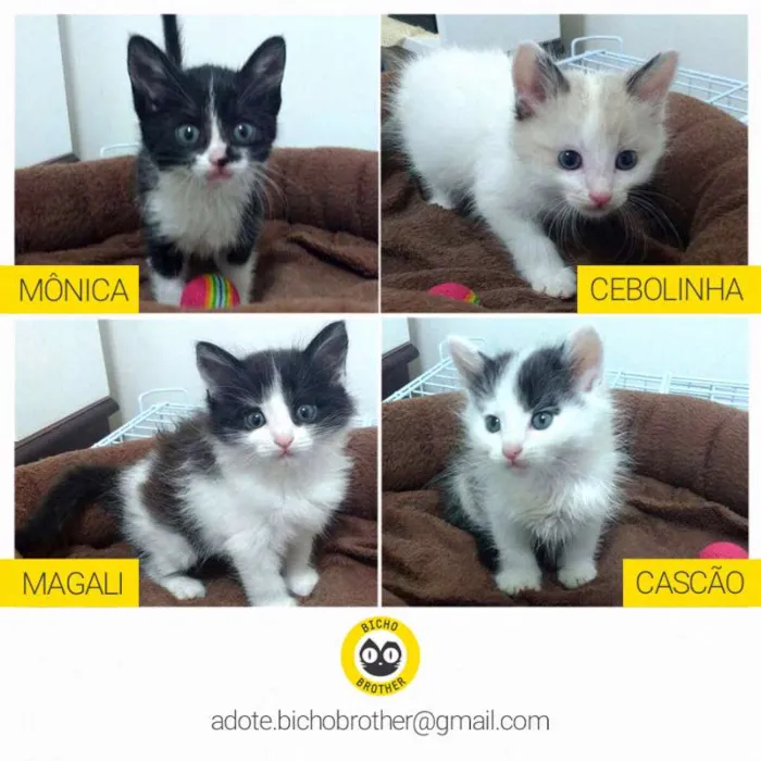 Gato ra a SRD idade 2 a 6 meses nome Monica