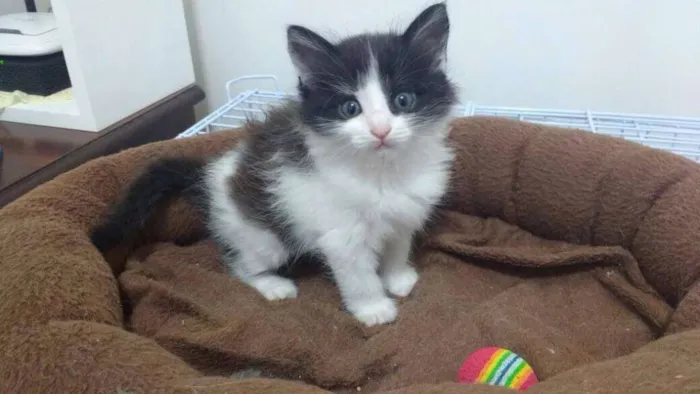 Gato ra a SRD idade Abaixo de 2 meses nome Magali