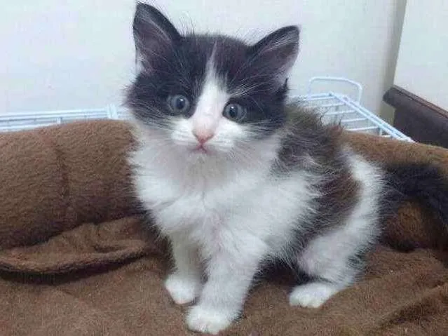 Gato ra a SRD idade Abaixo de 2 meses nome Magali