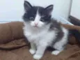 Magali