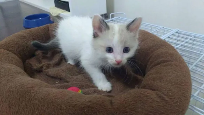 Gato ra a SRD idade 2 a 6 meses nome Cebolinha