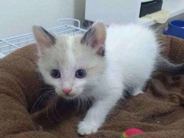 Gato ra a SRD idade 2 a 6 meses nome Cebolinha