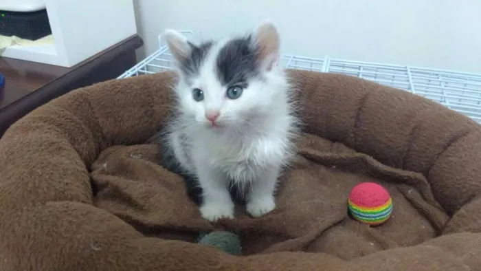 Gato ra a SRD idade  nome Cascão