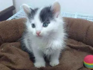 Gato raça SRD idade  nome Cascão