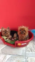 Lis e caco