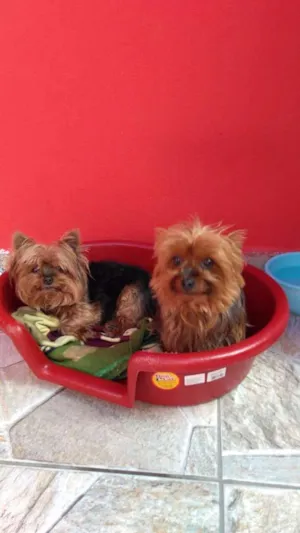 Cachorro raça yorkshire idade 5 anos nome Lis e caco