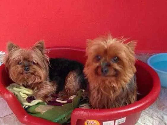 Cachorro ra a yorkshire idade 5 anos nome Lis e caco