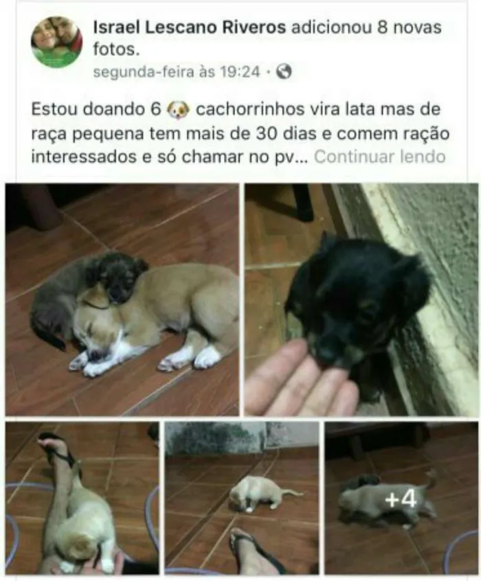 Cachorro ra a vira lata  idade Abaixo de 2 meses nome filhotes