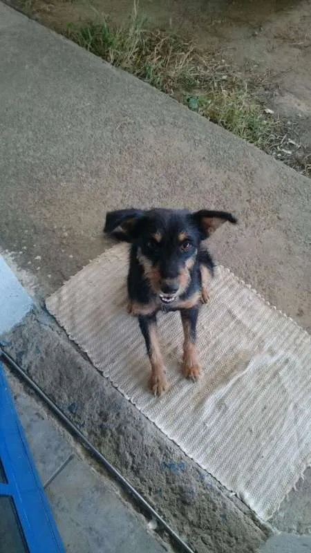 Cachorro raça SRD idade 2 a 6 meses nome Cristal e Agnaldo