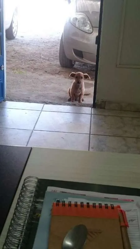 Cachorro raça SRD idade 2 a 6 meses nome Cristal e Agnaldo