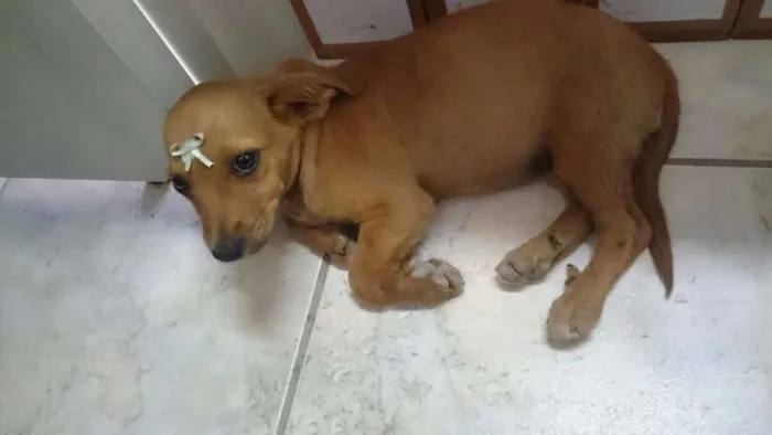 Cachorro raça SRD idade 2 a 6 meses nome Cristal e Agnaldo