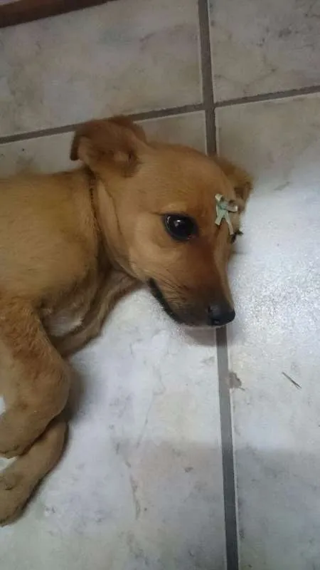 Cachorro raça SRD idade 2 a 6 meses nome Cristal e Agnaldo