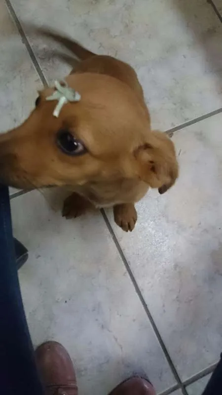Cachorro raça SRD idade 2 a 6 meses nome Cristal e Agnaldo