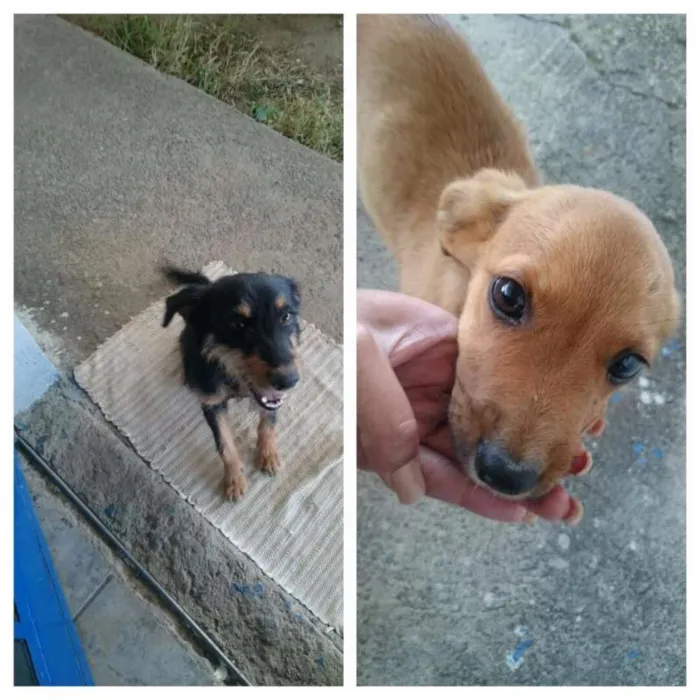 Cachorro raça SRD idade 2 a 6 meses nome Cristal e Agnaldo