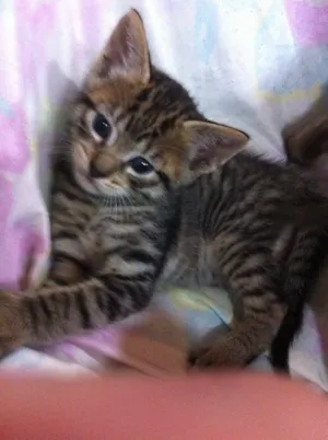 Gato raça Vira lata idade Abaixo de 2 meses nome Tigrinho 