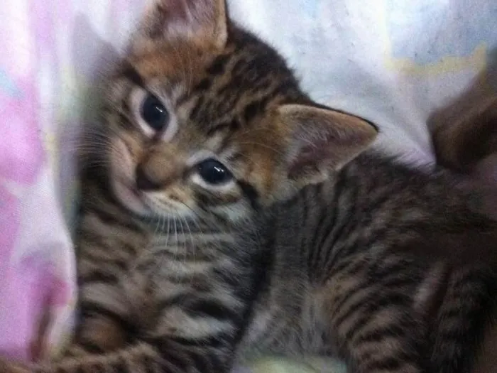 Gato ra a Vira lata idade Abaixo de 2 meses nome Tigrinho 